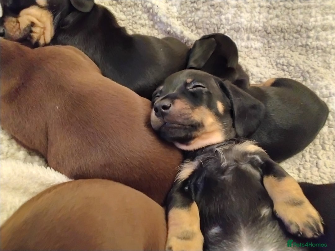 Miniature Dachshund dogs for sale: Miniature dachshund puppies - Advert 33