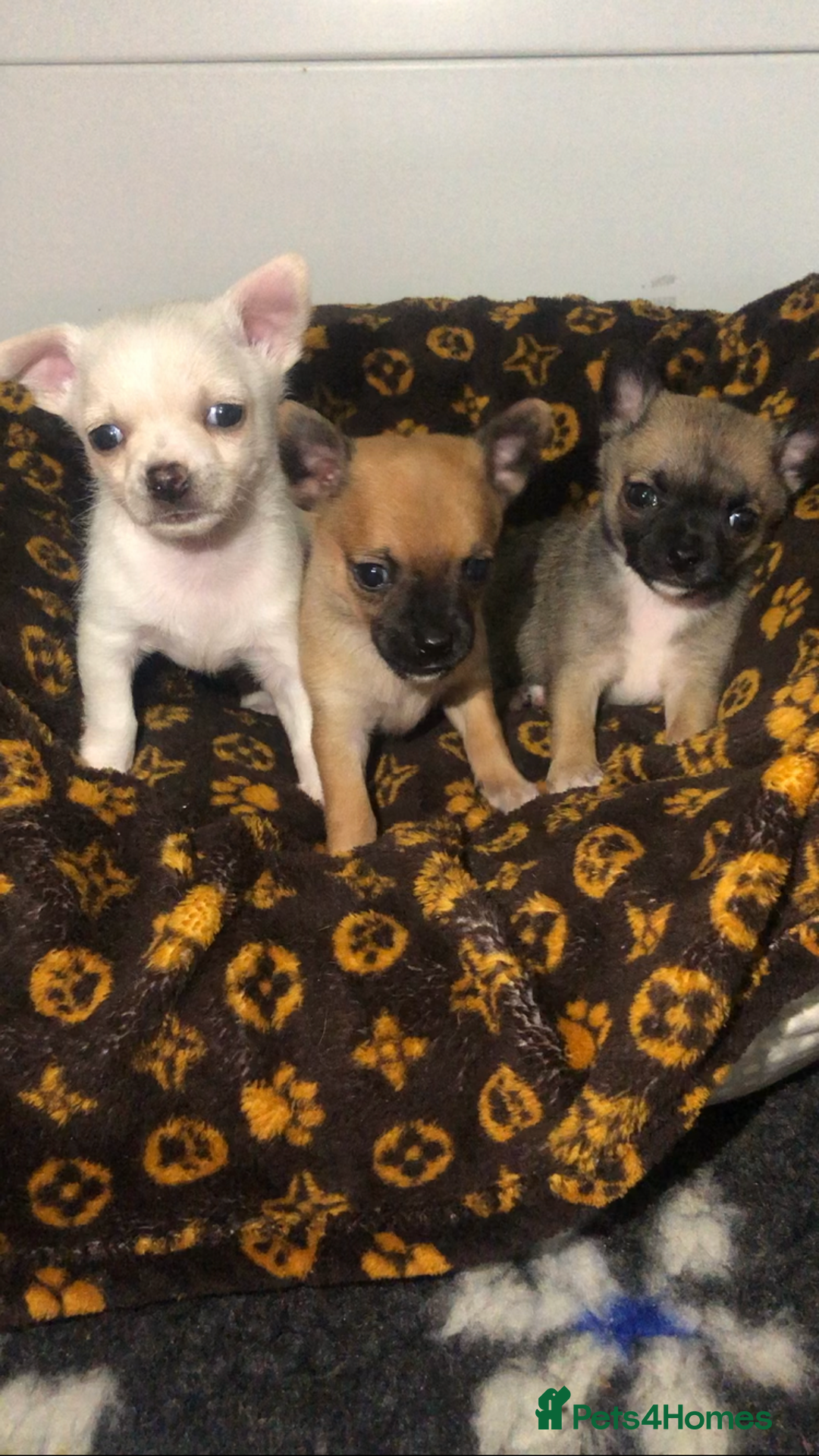 Pomchi dogs for sale: 🐾MALE POMCHI PUPPIES🐾 - Advert 5