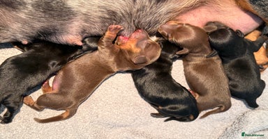 Miniature Dachshund dogs - Advert 8