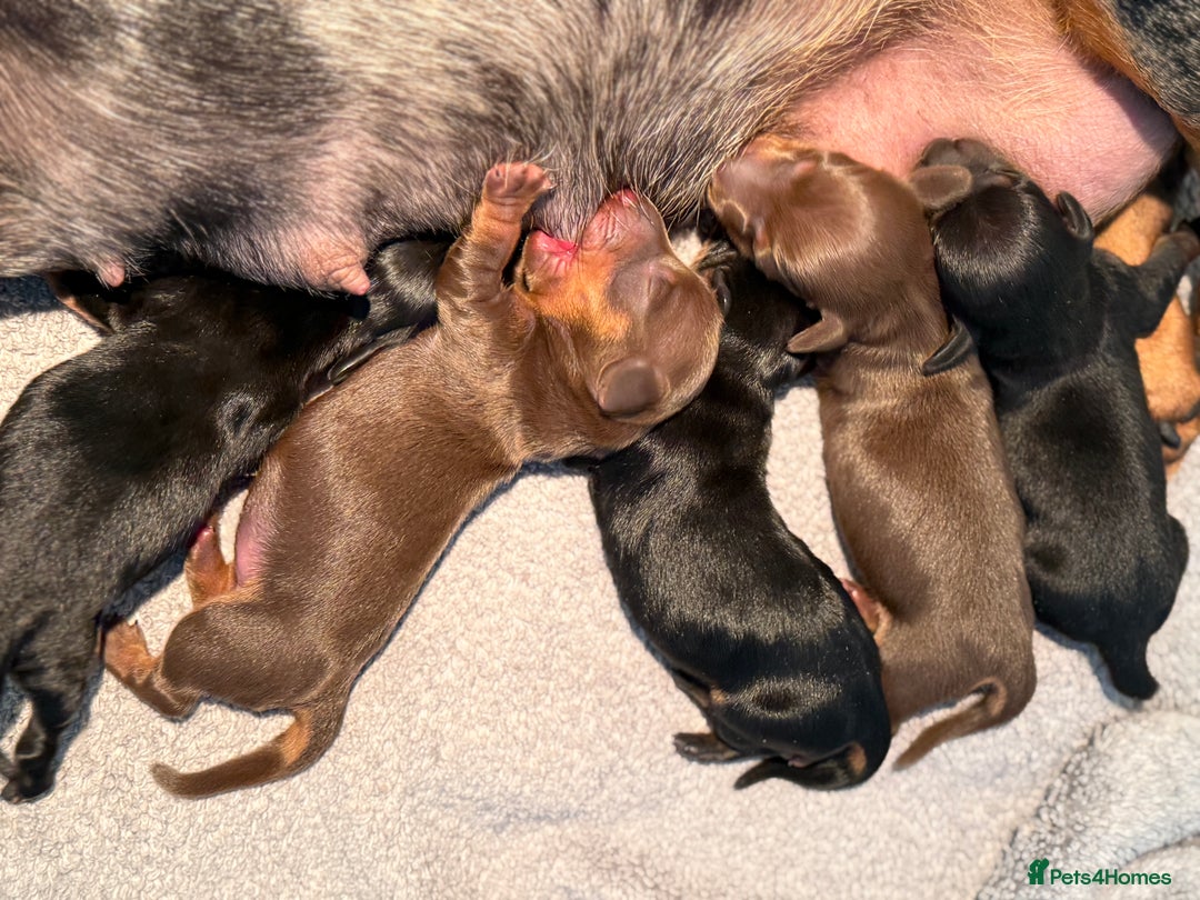 Miniature Dachshund dogs for sale: 🌸Stunning minature smooth haired dachshund🌸 - Advert 5