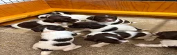 English Springer Spaniel dogs for sale: Beautiful English springer Spaniels  - Advert 11