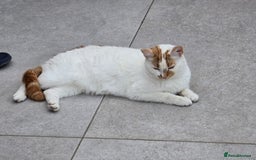 Mixed Breed cats for sale: Male and female cat - Image 4