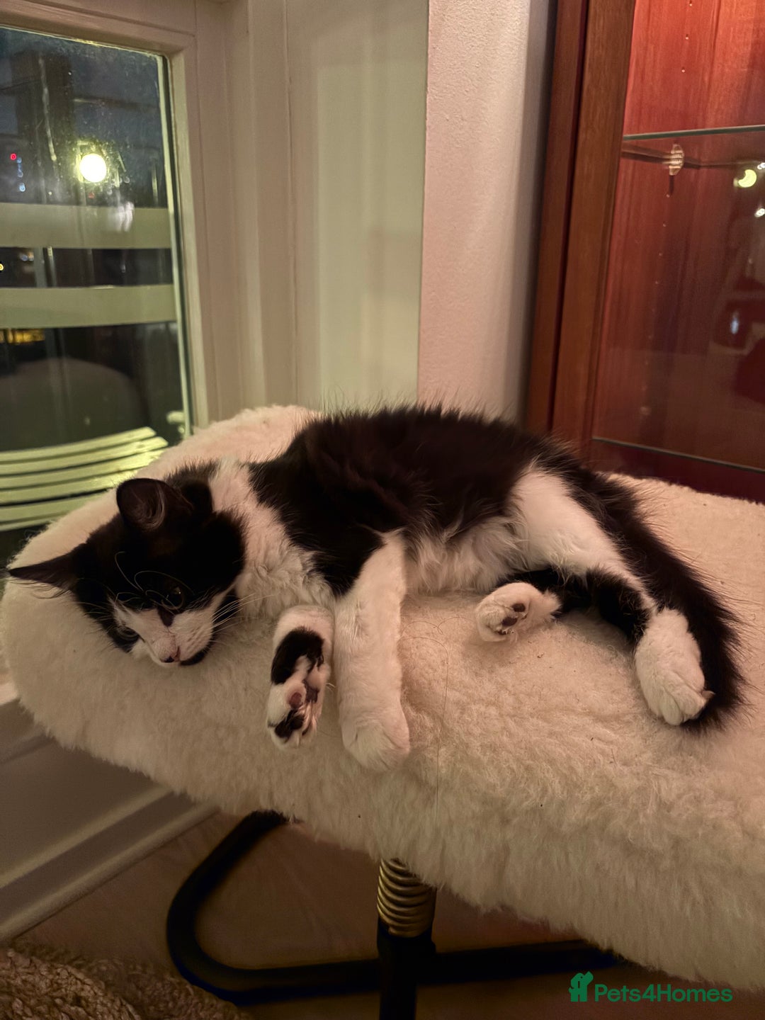 Mixed Breed cats for sale: Sweetest Bonded 6 month kittens (brother & Sister) - Advert 14