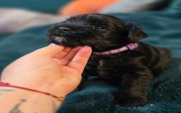 Miniature Schnauzer dogs for sale: 3 puppys left -KC - Miniature Schnauzer Puppies - Image 1