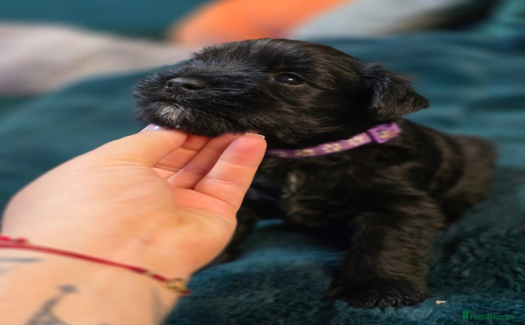 Miniature Schnauzer dogs - Advert 9