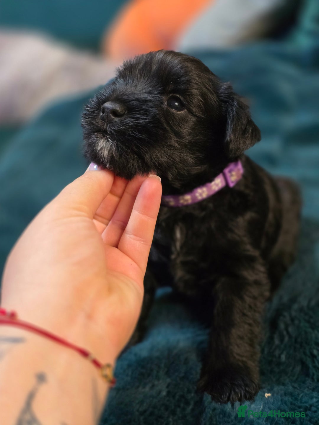 Miniature Schnauzer dogs for sale: 3 puppys left -KC - Miniature Schnauzer Puppies - Image 1