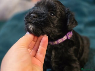 Miniature Schnauzer dogs - Advert 3