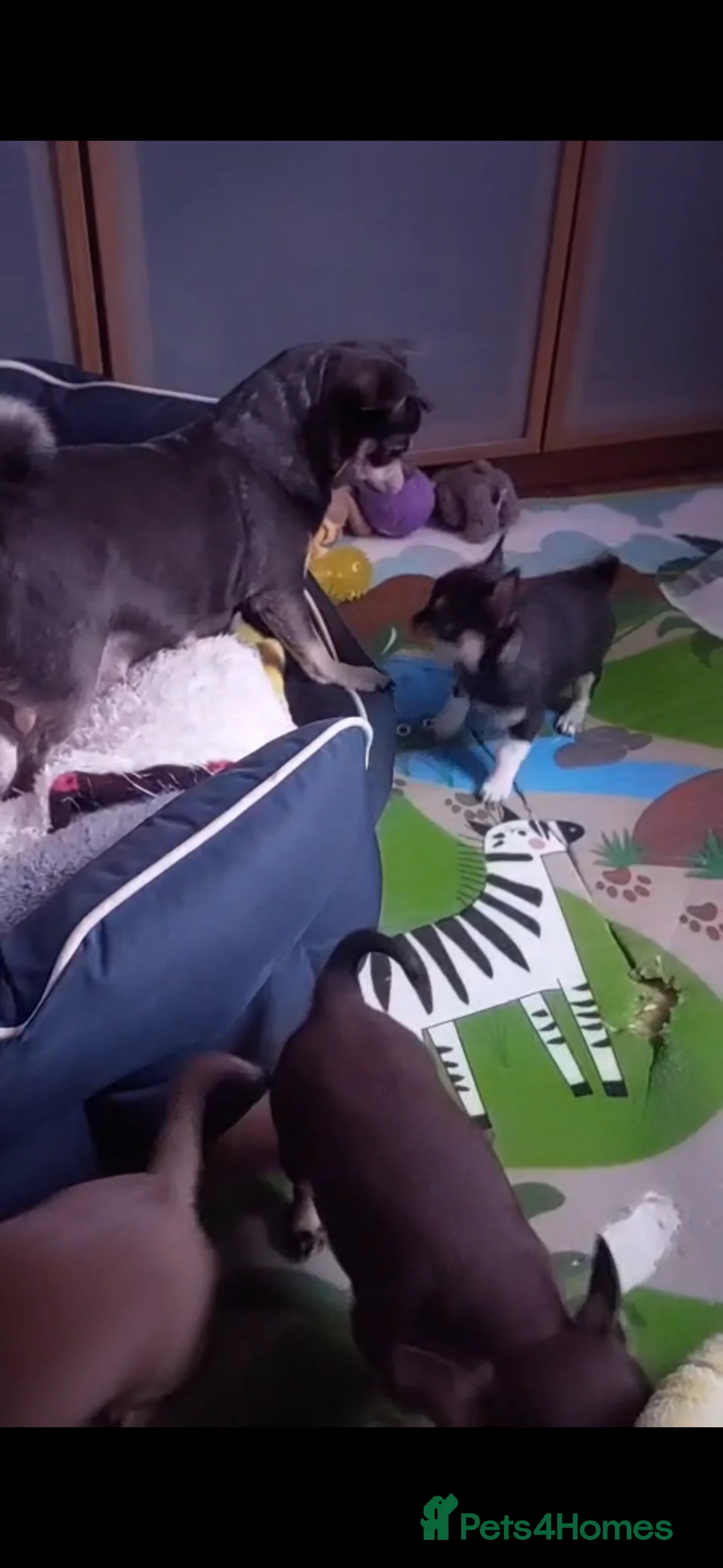 Chihuahua dogs for sale: Chihuahua puppies  - Advert 7