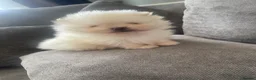 Pomeranian dogs for sale: Beautiful teddy bear faced poms - Advert 3