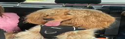Cocker Spaniel dogs for sale: Beautiful Golden Cocker Spaniel Puppies KC Reg. - Advert 12