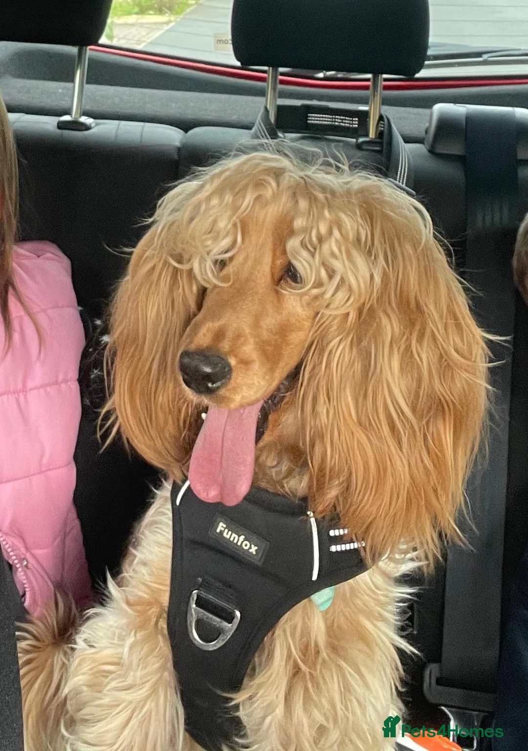 Cocker Spaniel dogs for sale: Beautiful Golden Cocker Spaniel Puppies KC Reg. - Advert 12