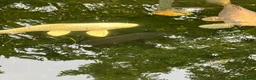 Koi Carp fish for sale: 6 Koi Carp plus 1 Tench - Advert 6