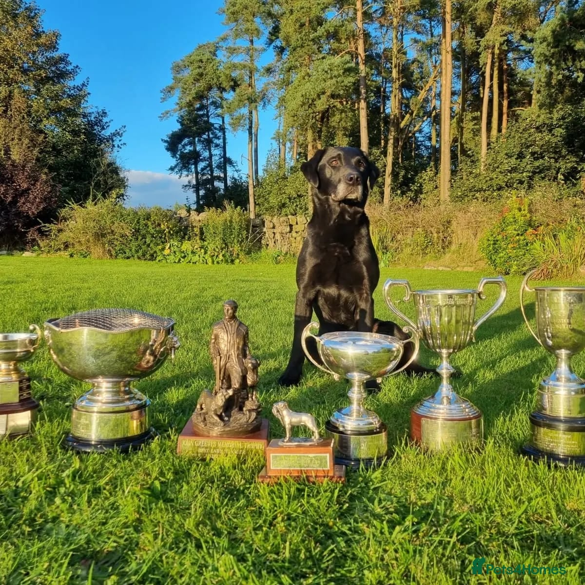 Labrador Retriever dogs Field Trial Champion Sired Black Labrador Puppies. - Advert 1
