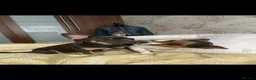 Jack Russell dogs for sale: Beautiful litter of 6 puppies  - Advert 25