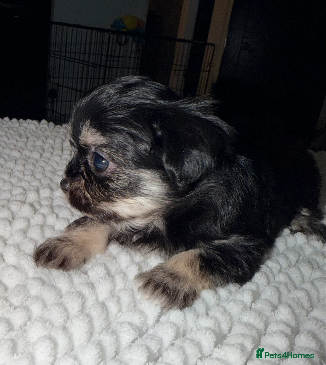 Mixed Breed dogs for sale: Fluffy Malchi puppies  - Advert 20