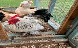 Mixed Breed birds for sale:  2 Cockrals - Image 3