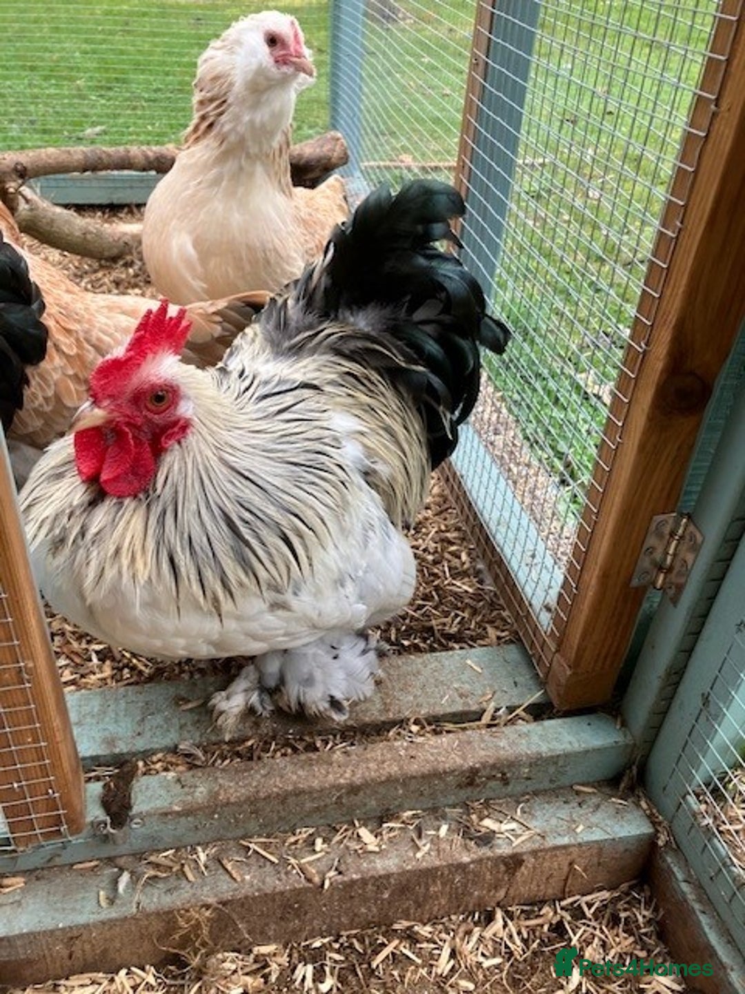 Mixed Breed birds for sale:  2 Cockrals - Image 3