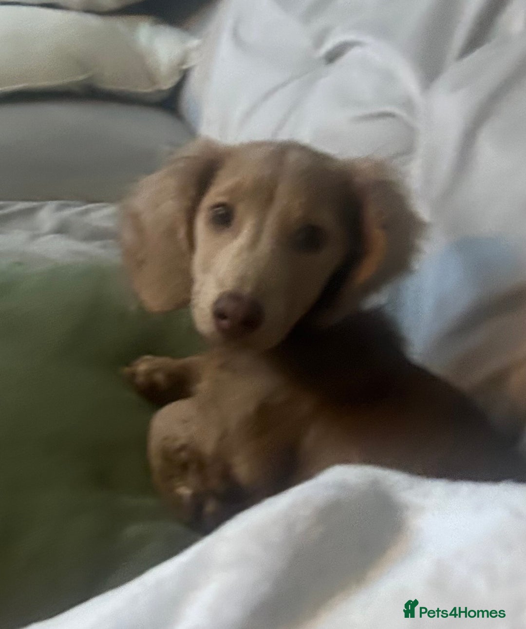 Miniature Dachshund dogs for sale: Long haired miniature dachshund - Advert 3