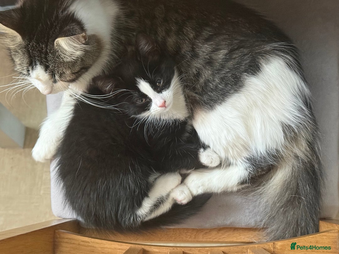 Mixed Breed cats for sale: Black and white female kitten 🐈‍⬛ - Image 6