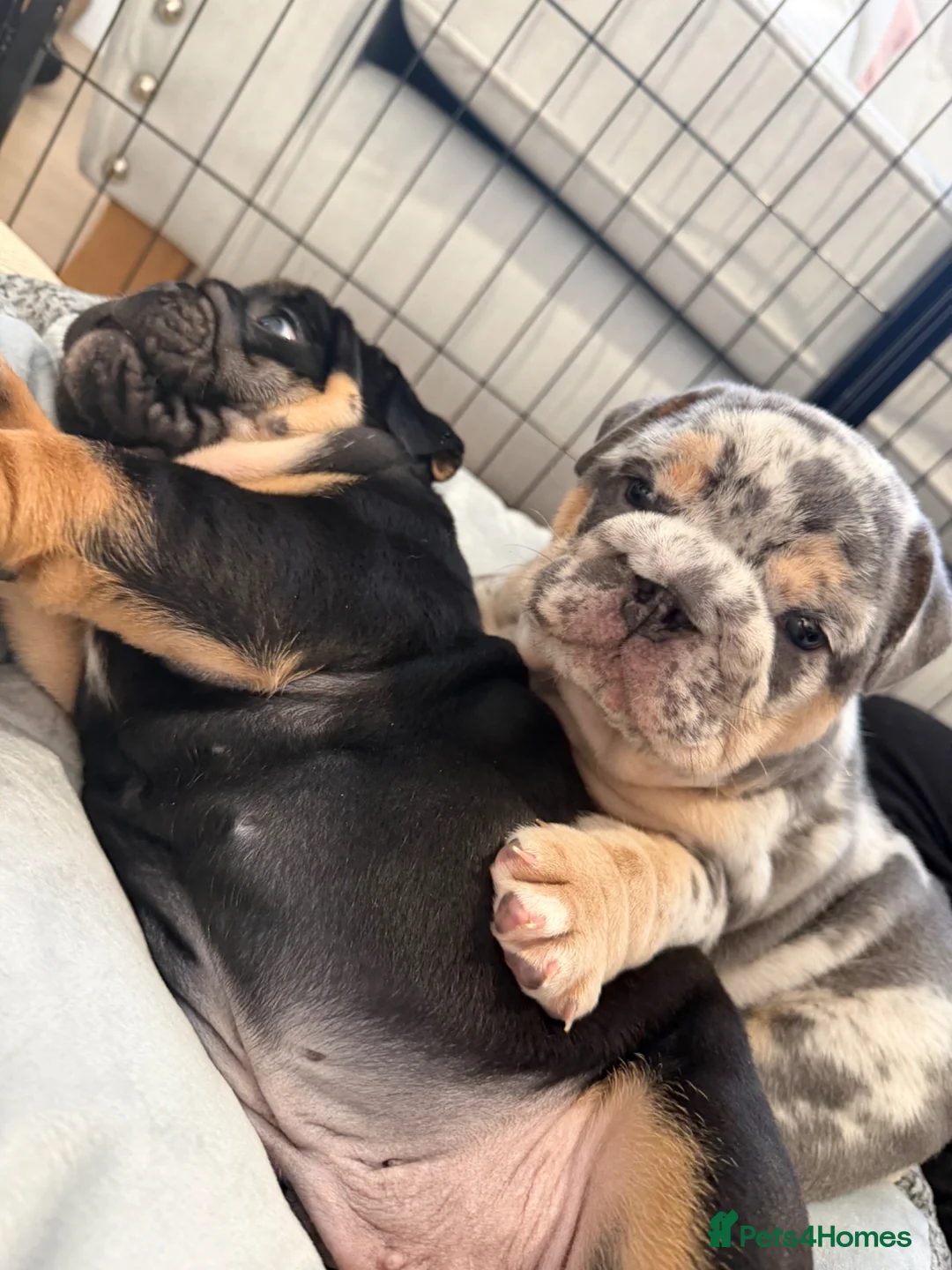 English Bulldog dogs for sale: ✨OUTSTANDING✨ British Bulldog Male Puppy - Advert 1