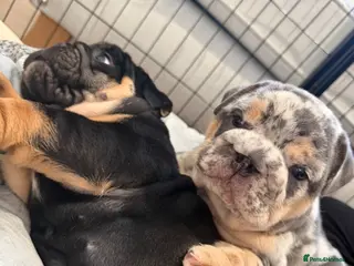 English Bulldog dogs ✨OUTSTANDING✨ British Bulldog Male Puppy - Advert 1
