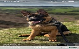 German Shepherd dogs for sale: German shepherd bitch - Image 1