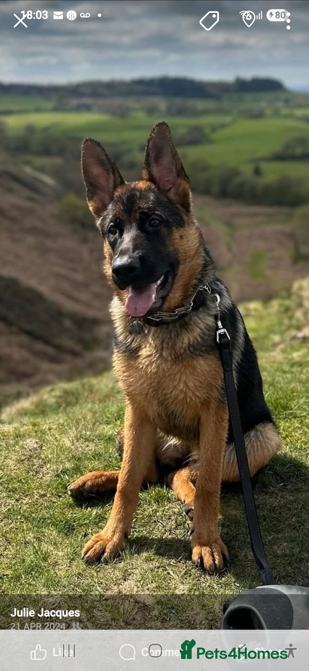 German Shepherd dogs for sale: German shepherd bitch - Image 1