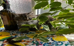 Persian cats for sale: Persian Kittens Looking for Loving Homes - Advert 19