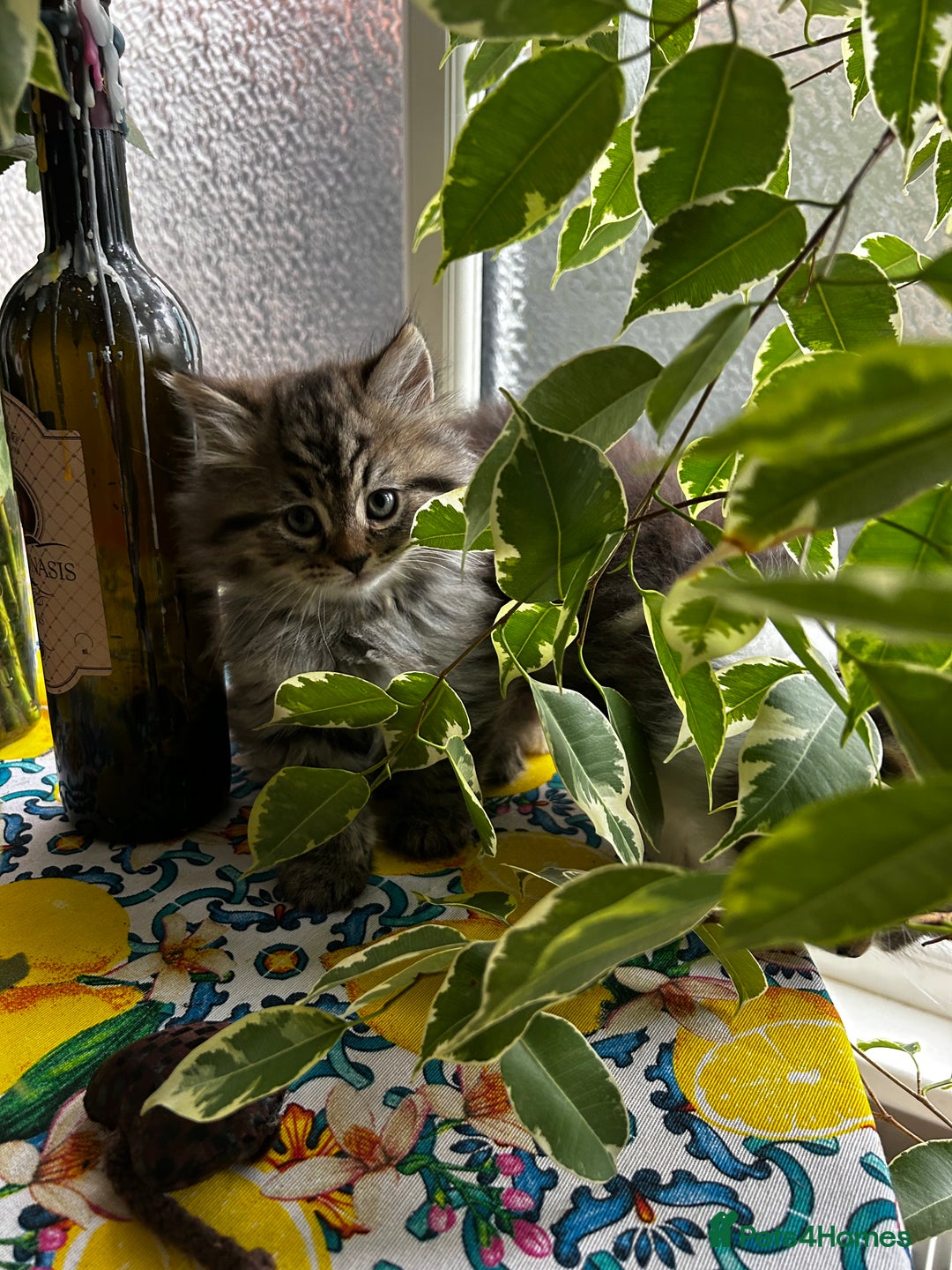 Persian cats for sale: Persian Kittens Looking for Loving Homes - Advert 19