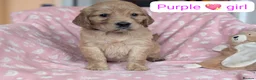 Mixed Breed dogs for sale: Golden Retriever x Irish Setter puppies!! SO CUTE! - Advert 10