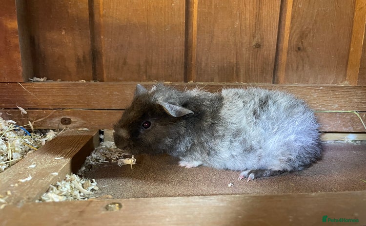 Guinea Pig rodents - Advert 12