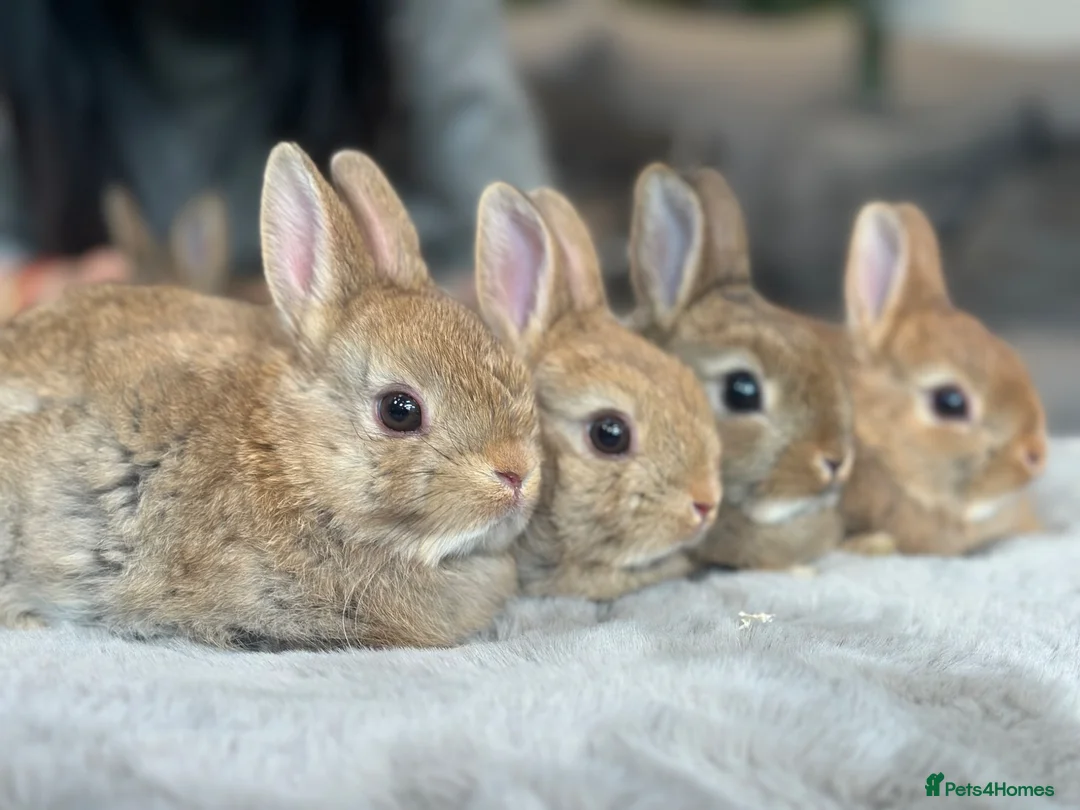 Netherland Dwarf rabbits for sale: Netherland dwarf bunnies - Advert 1