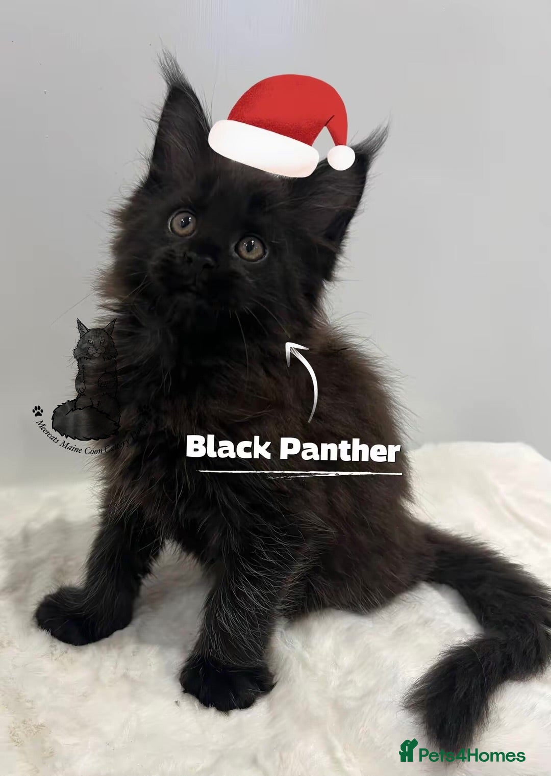 Maine Coon cats TICA stunning male black kitten Maine Coon XXL - Advert 18