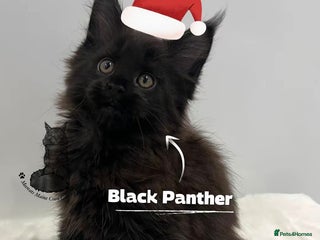 Maine Coon cats TICA stunning male black kitten Maine Coon XXL - Advert 2