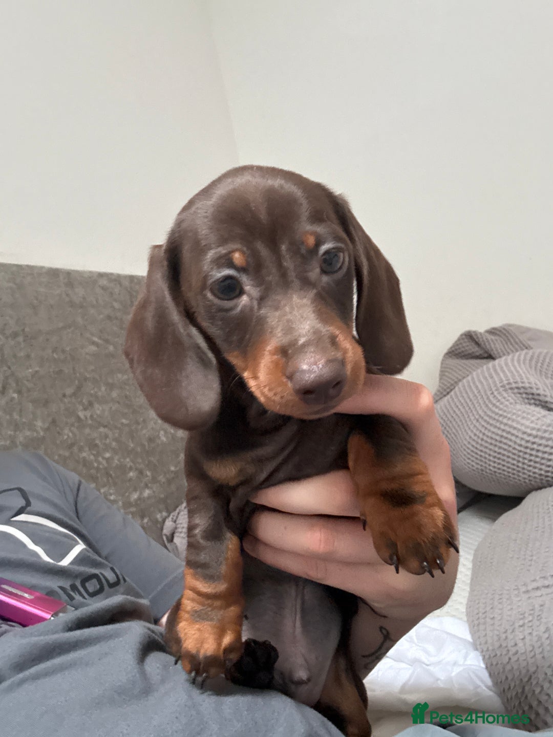 Dachshund dogs for sale: Dachshund for sale  - Image 5