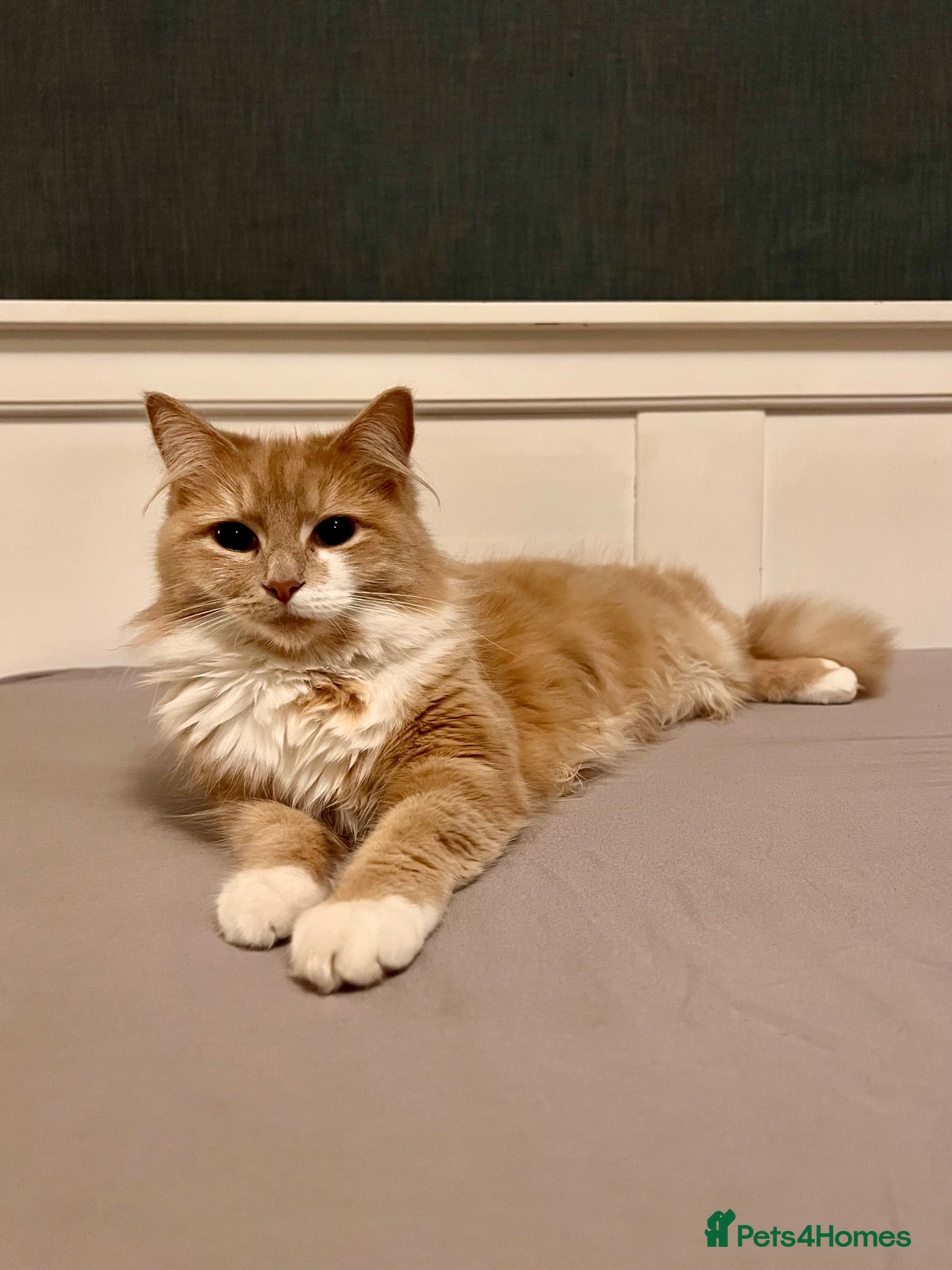 Mixed Breed cats Adorable kittens looking for their forever homes! - Advert 1