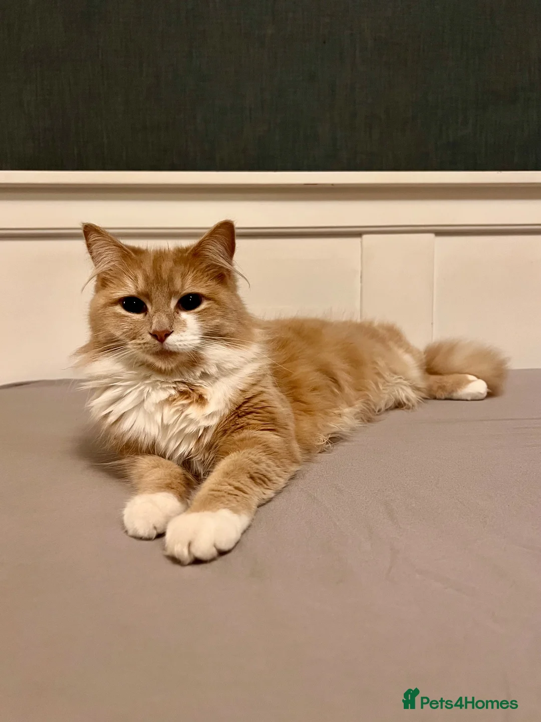 Mixed Breed cats for sale: Adorable kittens looking for their forever homes! - Advert 1