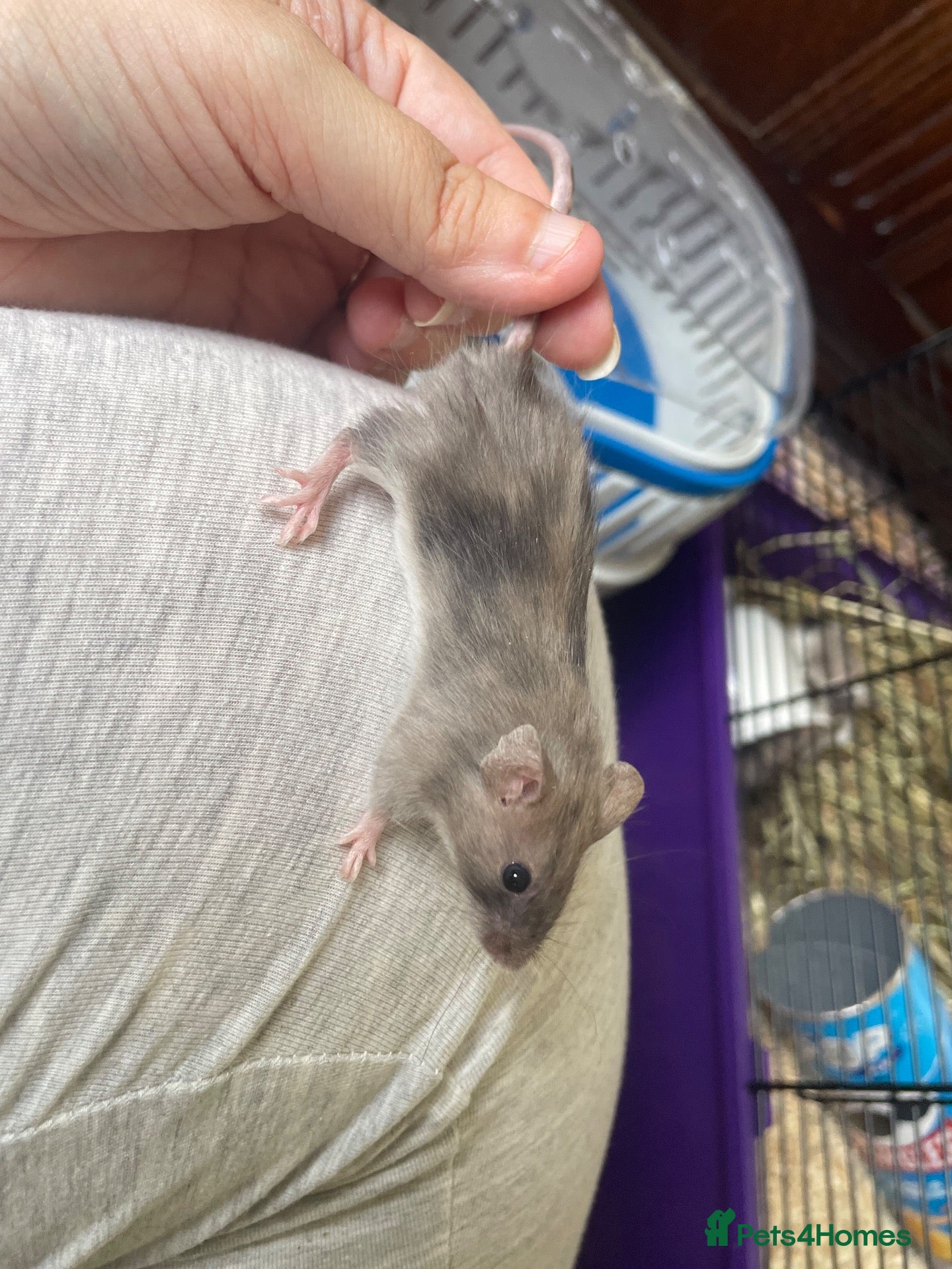 Mouse rodents Baby Mice  - Advert 21