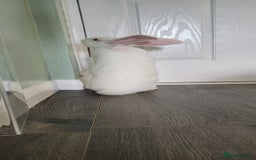 French Lop rabbits for sale: Giant French lop x giant continental  - Image 10