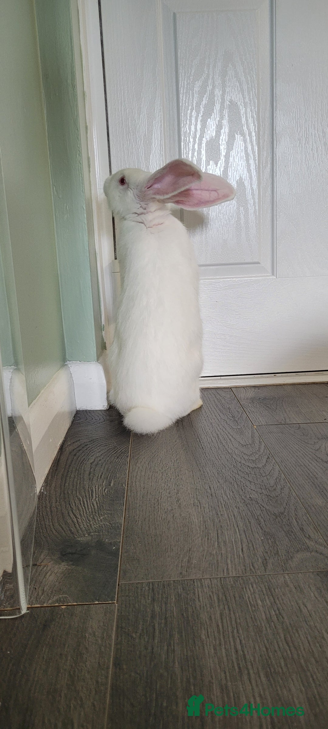 French Lop rabbits for sale: Giant French lop x giant continental  - Image 10