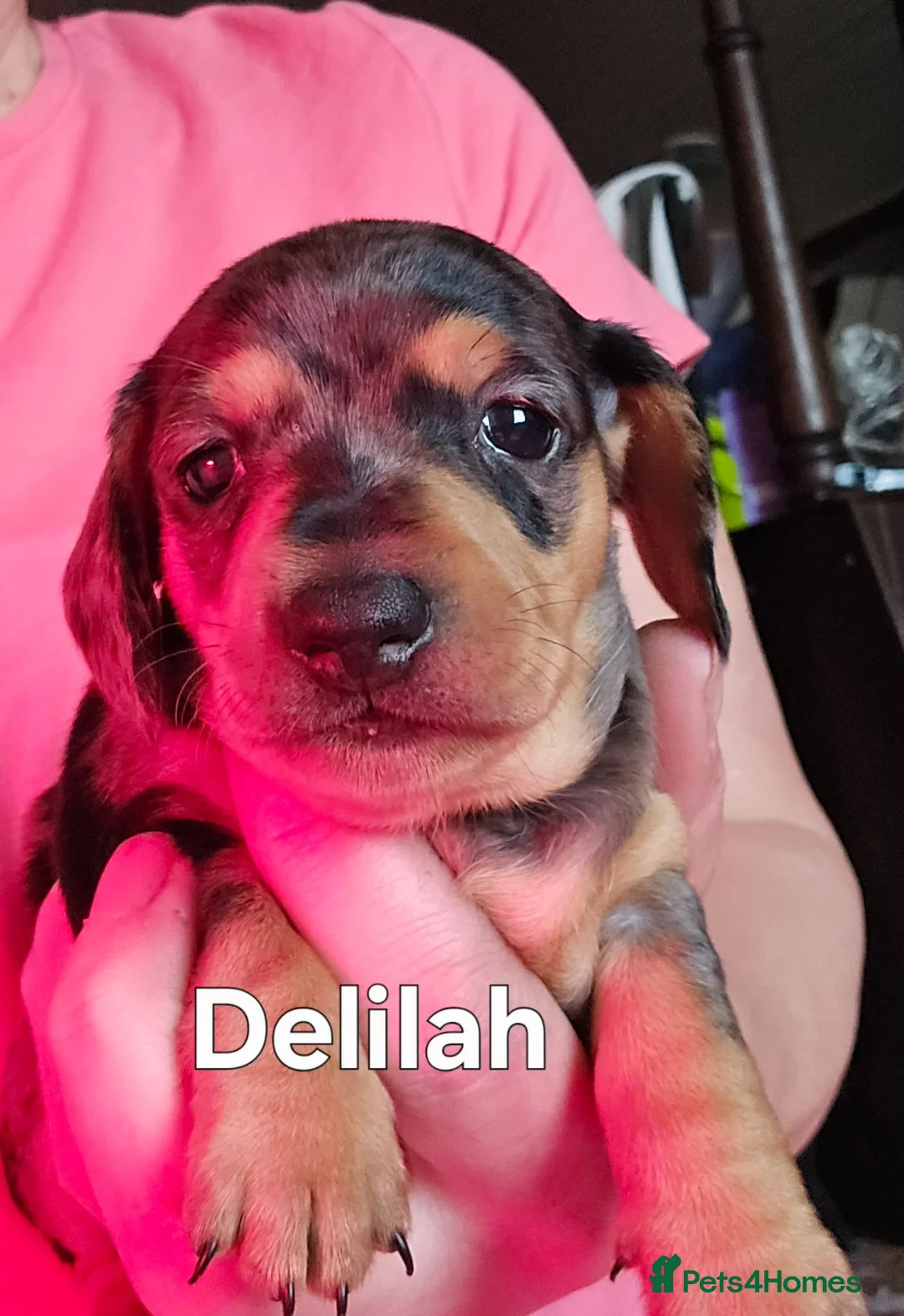 Miniature Dachshund dogs for sale: 2 gorgeous wee girls available - Advert 9
