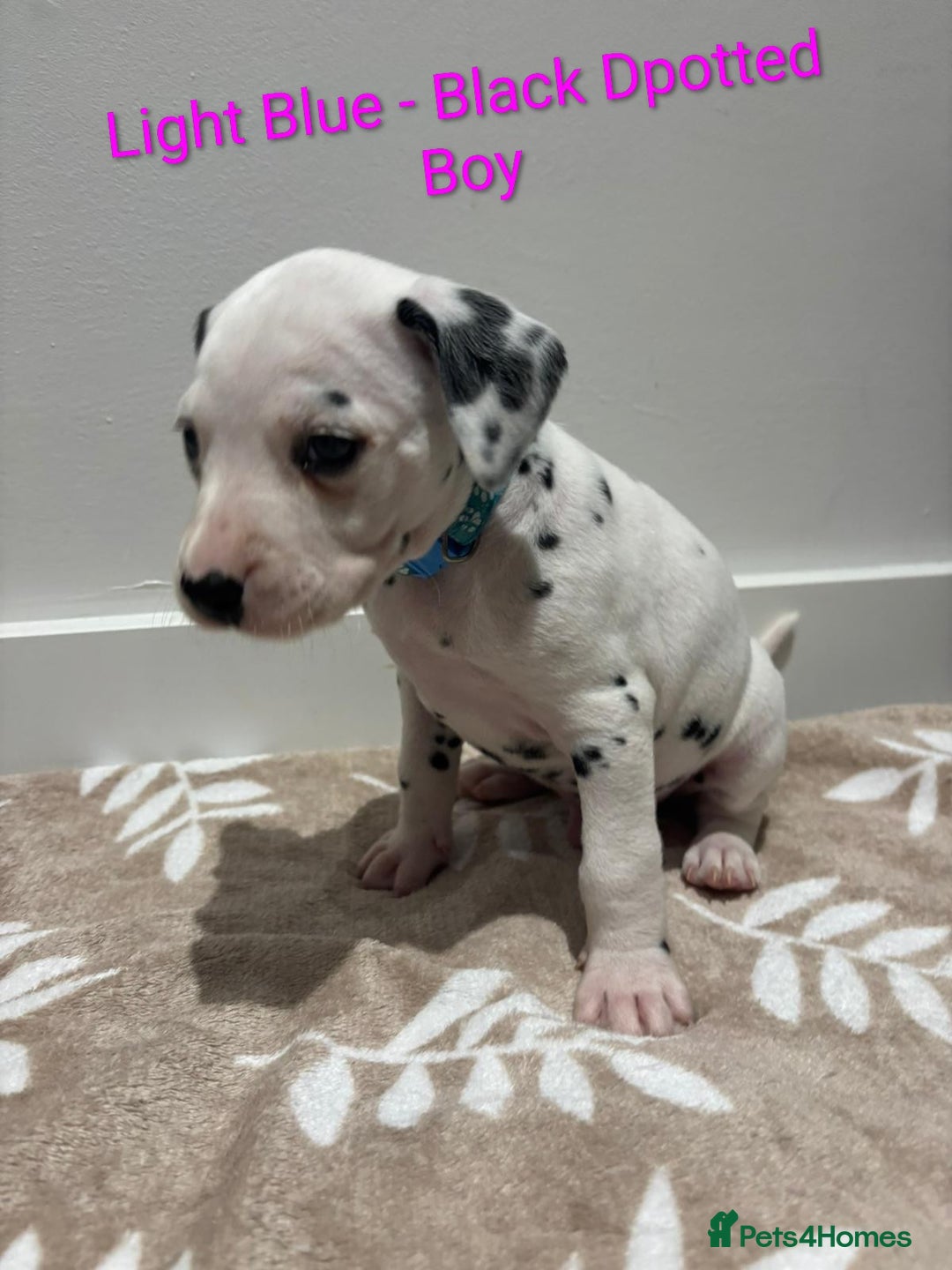 Dalmatian dogs for sale: Dalmatians for Sale (Last 2 Boys Left) - Advert 38
