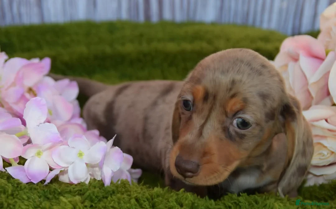 Miniature Dachshund dogs for sale: Kc reg mini dachunds  - Advert 10