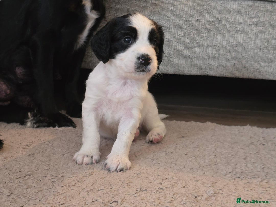 Sprocker dogs for sale: 2 x black and white Sprocker puppies - Advert 7