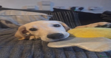 Goldador dogs - Advert 5