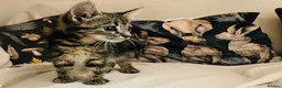 Domestic Shorthair cats for sale: Male tabby kitten - Advert 5