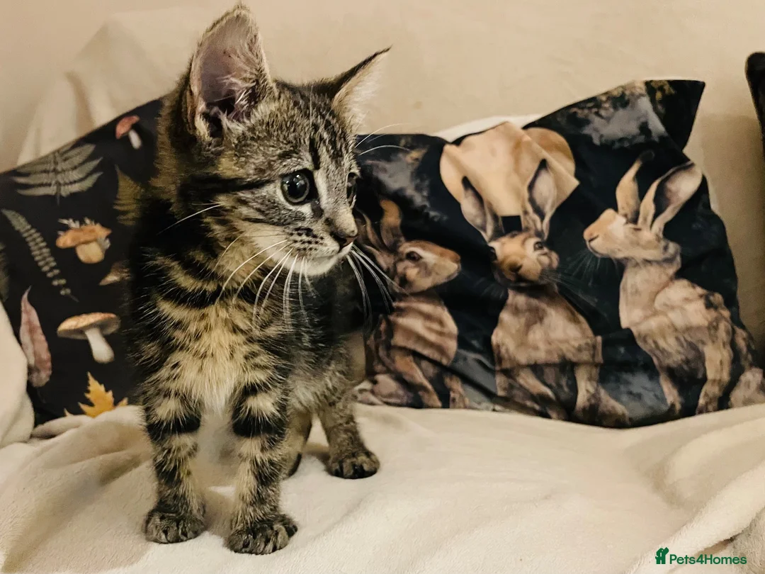 Domestic Shorthair cats for sale: Male tabby kitten - Advert 5
