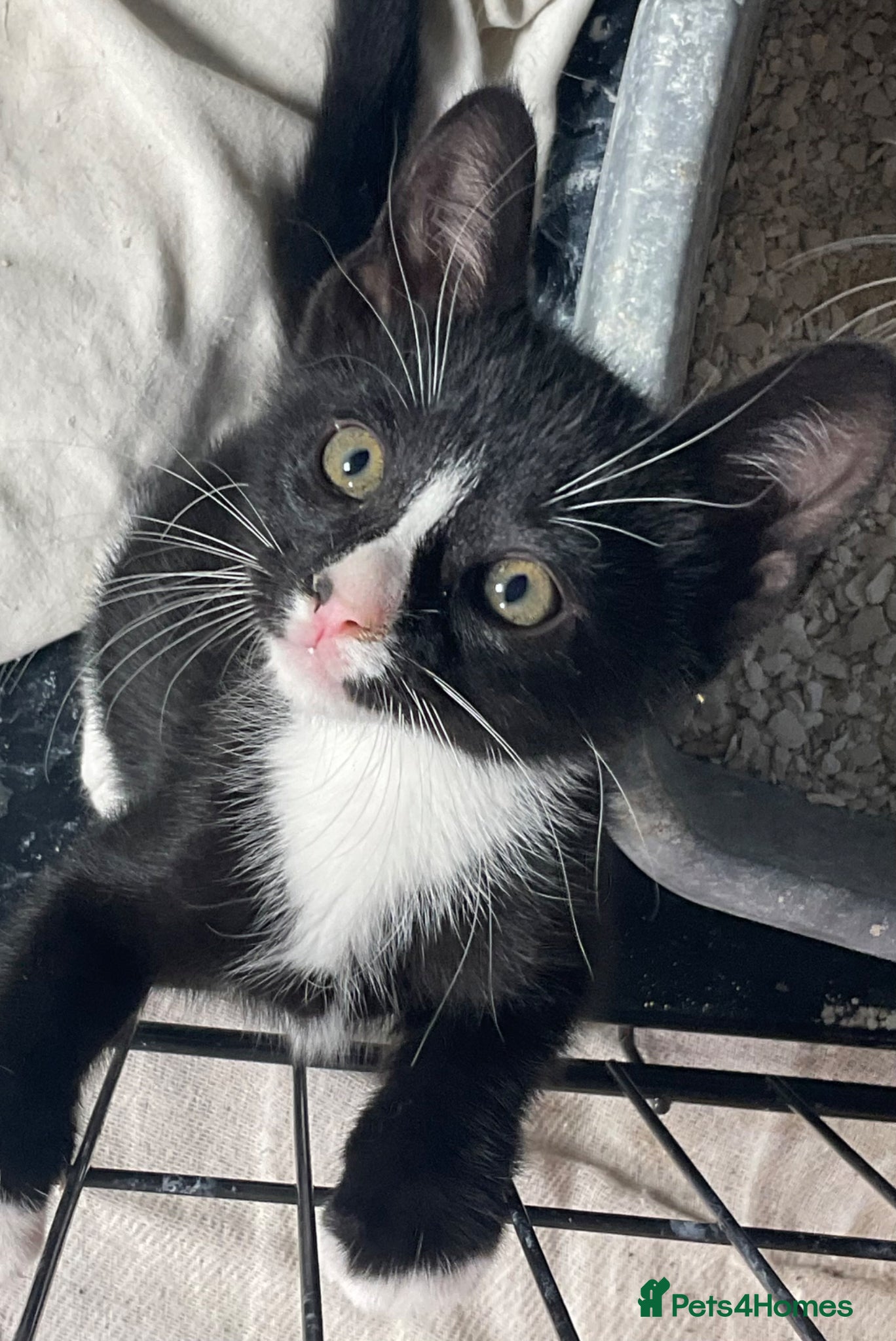 Mixed Breed cats for sale: 2 kittens for sale KT4 - Advert 10