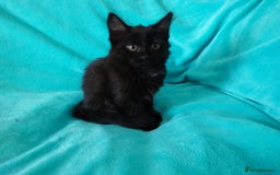 European cats for sale: Kittens for sale - Image 3