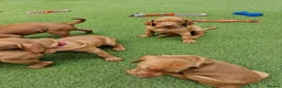 Hungarian Vizsla dogs for sale: Hungarian Vizsla Puppies KC Registered - Advert 21